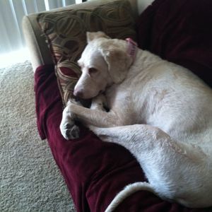 Meet your Posher, Griffin